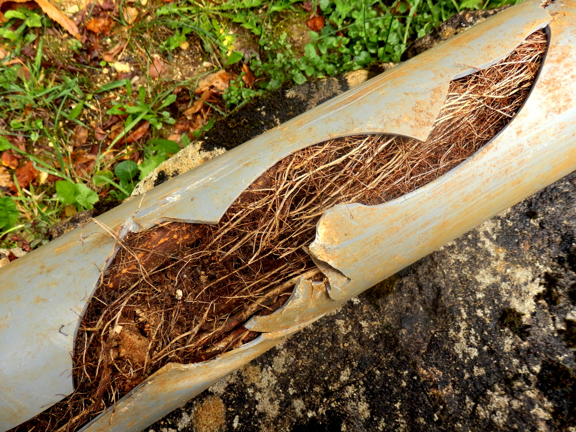 Tree root intrusion in pipe